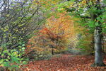 Autumn colours on trees in Washburn Valley