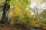 Autumn colours on trees by River Washburn