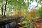 Autumn colours on trees in Washburn Valley