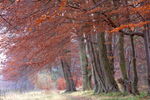 Beech trees in autumn in the Washburn Valley