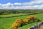 Washburndale Gorse in Washburndale, with Swinsty Reservoir, from Norwood