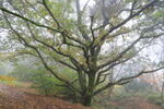Tree in fog in wood on West Chevin, autumn