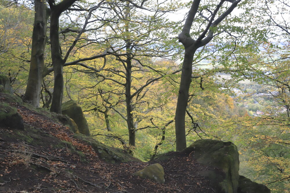 Autumn in West Chevin woods, Otley