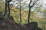 Autumn in West Chevin woods, Otley