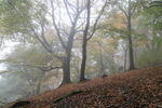 A foggy morning in the wood on West Chevin in autumn