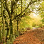Vacca wall and autumn colours on West Chevin