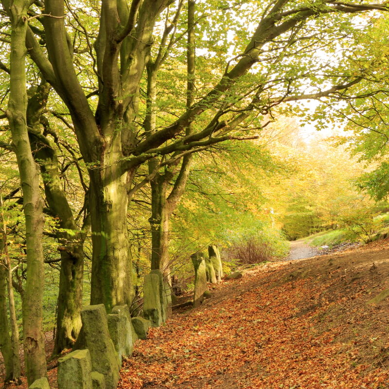 Autumn colours on trees in West Chevin woods, Otley, with vacca wall