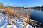 Reeds at Yeadon Tarn in snow, late afternoon