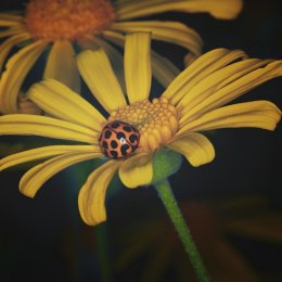 Ladybird and Daisy (Macro)