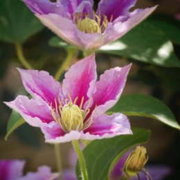 In My Garden (Macro)