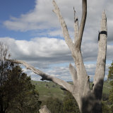 Mount Alexander - 3