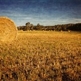 Hay Bales near Maldon - Stylised