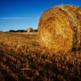 Hay Bales near Maldon