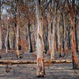 After the fire near Eaglehawk