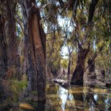 Botanic Gardens, Deniliquin