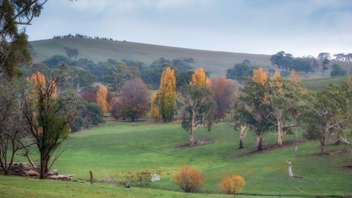 Guyong nr Byng NSW Australia