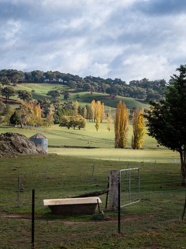 Autumn in Guyong NSW