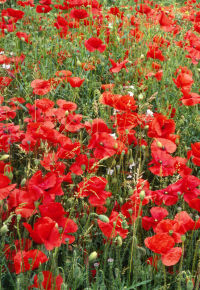 Poppies