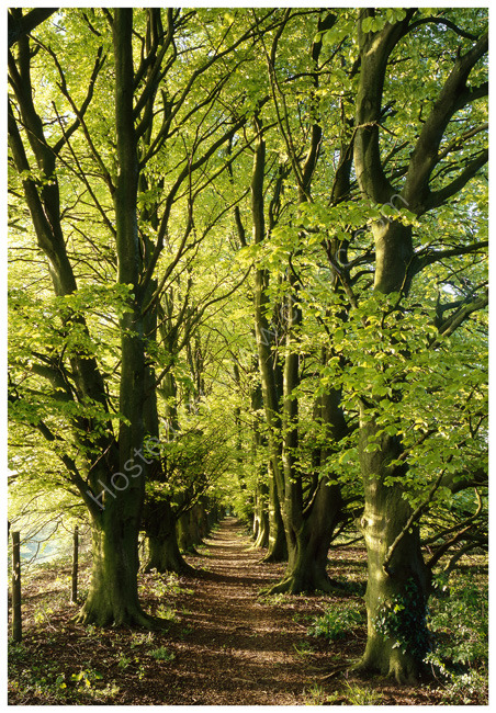 Beech avenue, spring sunshine