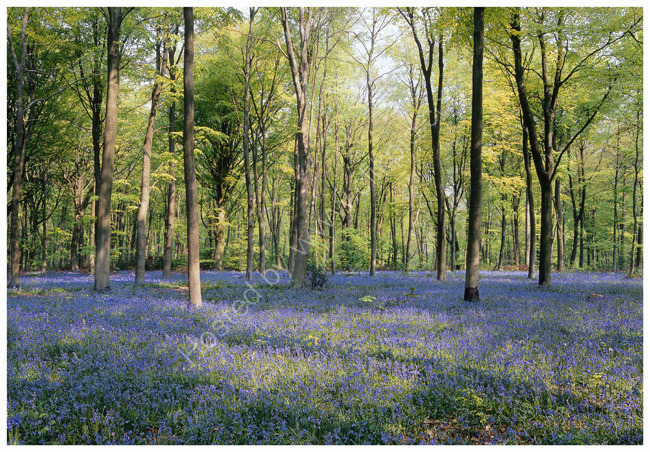 Bluebells in beech woodland