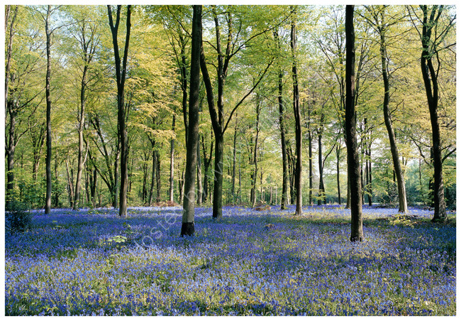 Bluebells in beech woodland