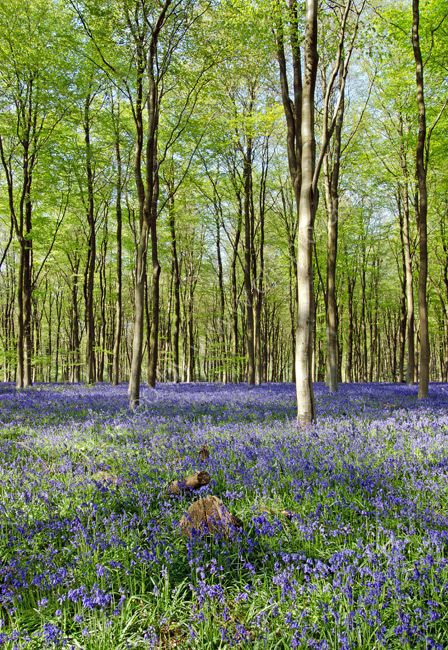 Bluebells in beech woodland