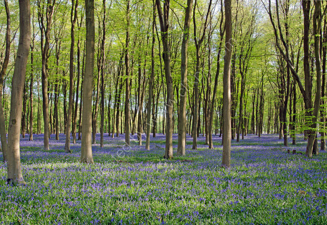 Bluebells in beech woodland