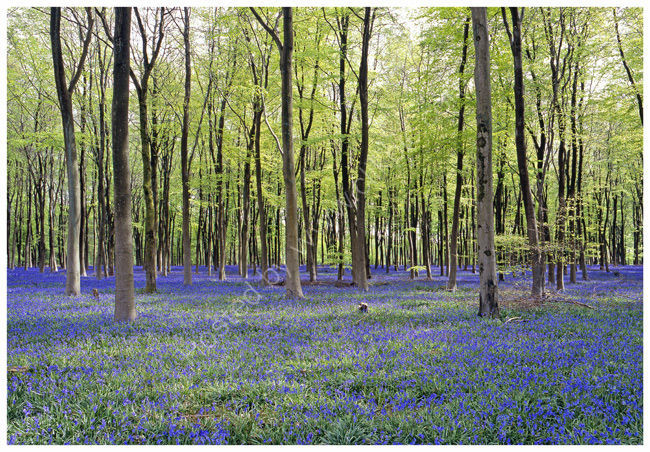 Bluebells in beech woodland