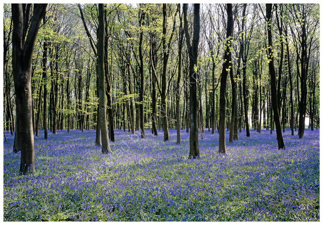 Bluebells in beech woodland