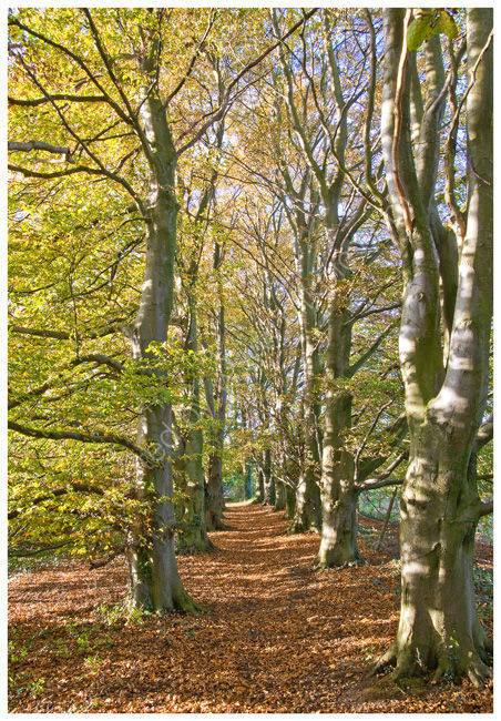 Beech avenue