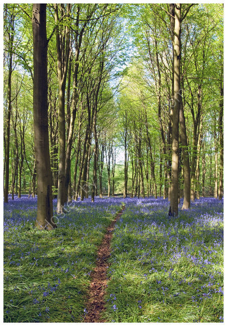 Bluebells in beech woodland