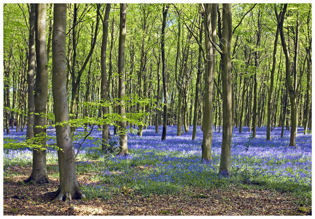 Bluebells in beech woodland