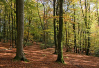 Bramshaw Wood