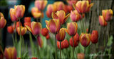 Tulips, Edwards Gardens, Toronto, Canada
