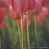 Tulips 2