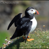 131-Puffin Scotland
