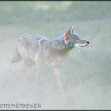 146-Coyotee, Yosemite National Park, USA