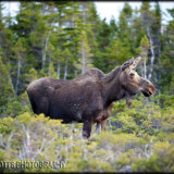 149-Cape Breton moose