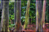 Rainbow Eucalyptus Tree, Maui