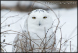 Snowy Owl outside Toronto