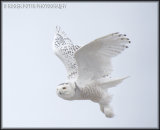Snowy Owl outside Toronto