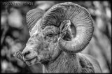 Bighorn Sheep, Alberta, Canada