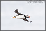Puffin in Flight, Bonavista, Newfoundland
