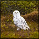 Snowy Owl, Newfoundland