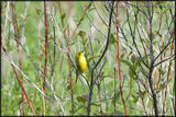 Yellow Warbler Outside Toronto