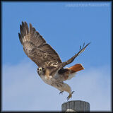 Red Tail Hawk Launch