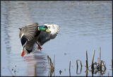 Mallard Duck slamming on the brakes