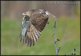 Red Tail Hawk In Flight