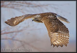 Red Tail Hawk In Flight