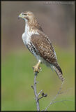 Red Tail Hawk Perched
